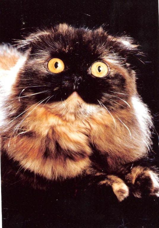 little_witches_lady_aignes_our_first_longhair_scottish_fold_grand_champion.jpg